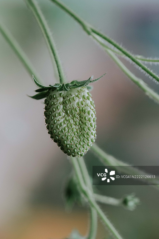 单个畸形的未成熟绿色草莓特写镜头图片素材