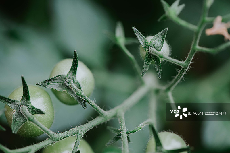温室中番茄植物上未成熟番茄的特写镜头图片素材