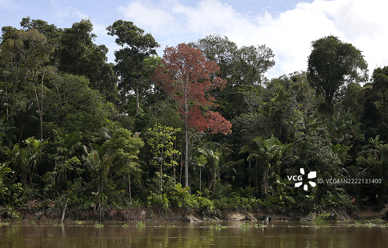 亚马逊河岸的粉色喇叭树或玫瑰黄花风铃木与绿色树木相映成趣 - 巴西图片素材