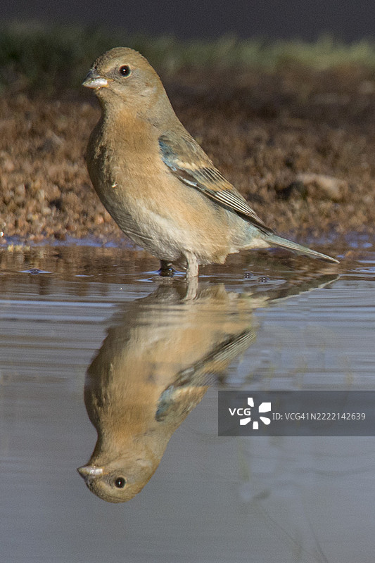 蓝色雀鸟雌性与倒影图片素材