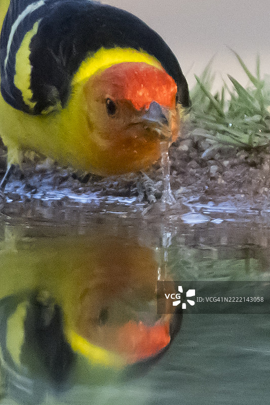 西部黄雀雄鸟在饮水，特写反射图像图片素材