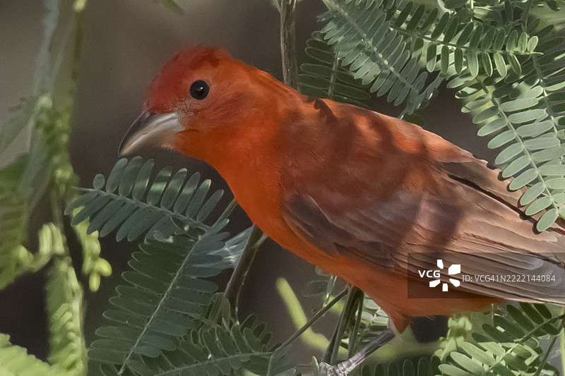 夏季红雀雄鸟特写栖息图图片素材