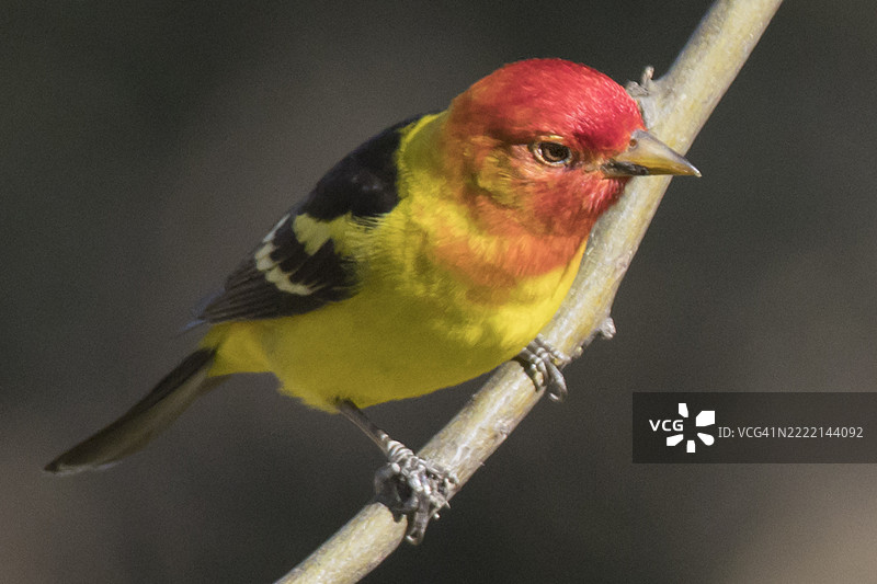 西部黄雀雄鸟栖息在枝头图片素材