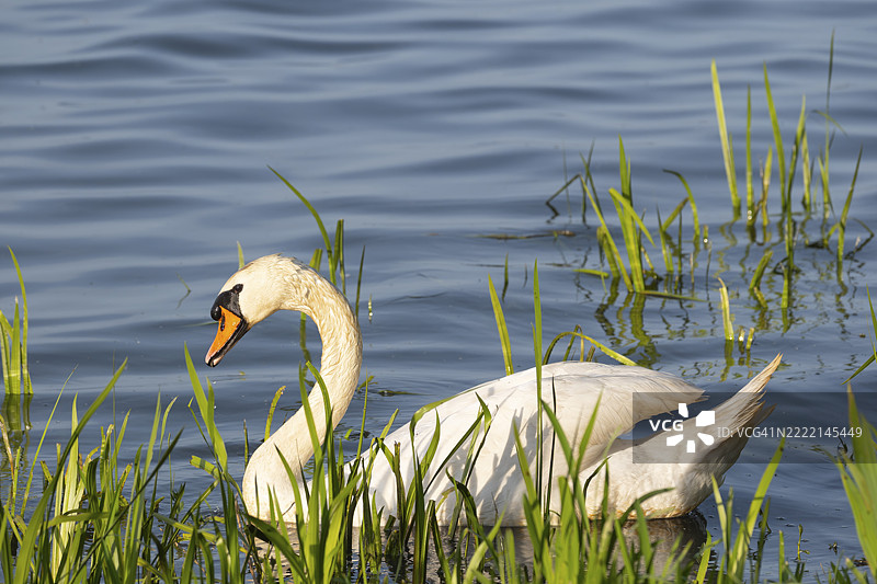 一只默声天鹅（Cygnus olor）在斯坦胡德湖的岸边游泳，动物照片，鸟类，鸟种，自然照片，野生动物，动物群，哈根堡，下萨克森，德国，欧洲图片素材