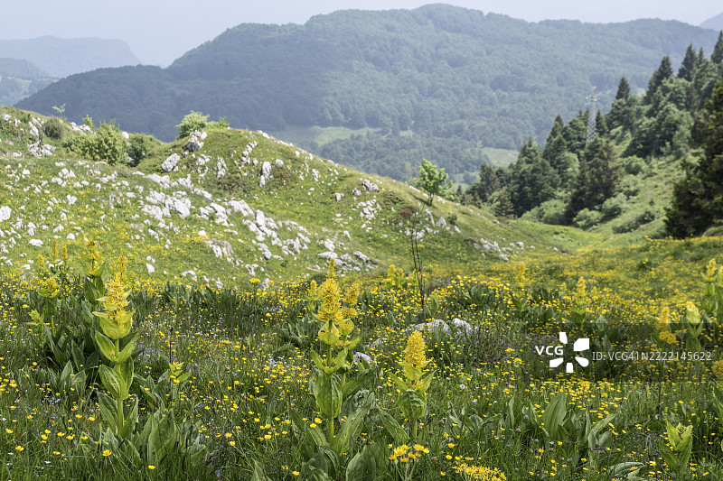 大黄龙胆（Gentiana lutea），意大利威尼托，巴尔多山，欧洲图片素材
