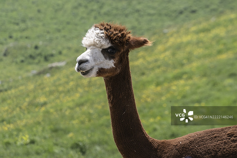 阿尔帕卡（Vicugna pacos），意大利，威尼托，欧洲图片素材