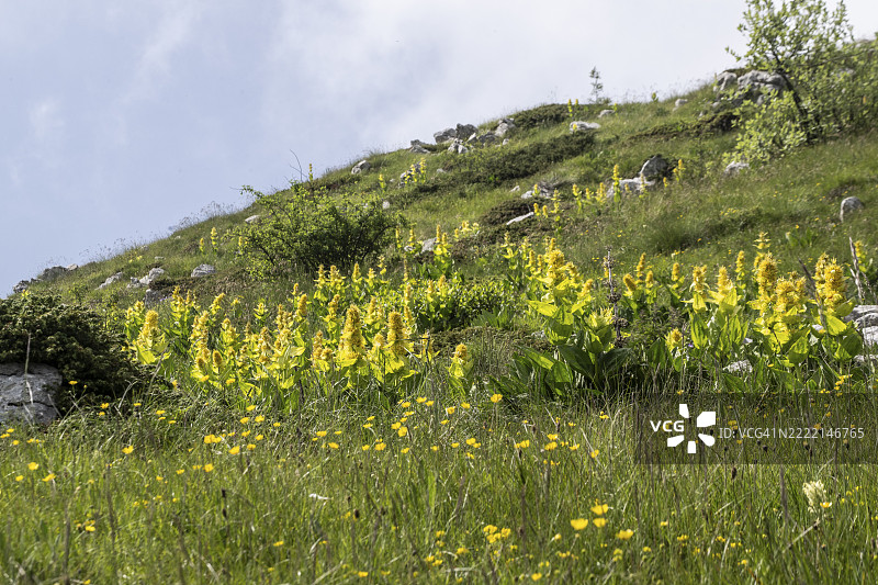 大黄龙胆（Gentiana lutea），意大利威尼托，巴尔多山，欧洲图片素材