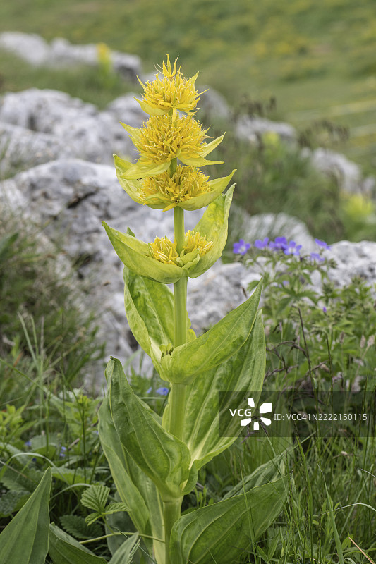 伟大的黄龙胆（Gentiana lutea），意大利，威尼托，巴尔多山，欧洲图片素材