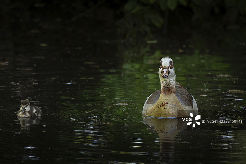 一只尼罗河鹅(Alopochen aegyptiaca)在森林中的池塘里悠闲地游泳,旁边有一只小鹅,动物照片,自然照片,野生动物,动植物,德国下萨克森州汉诺威地区纽斯塔特阿姆吕本贝尔格图片素材