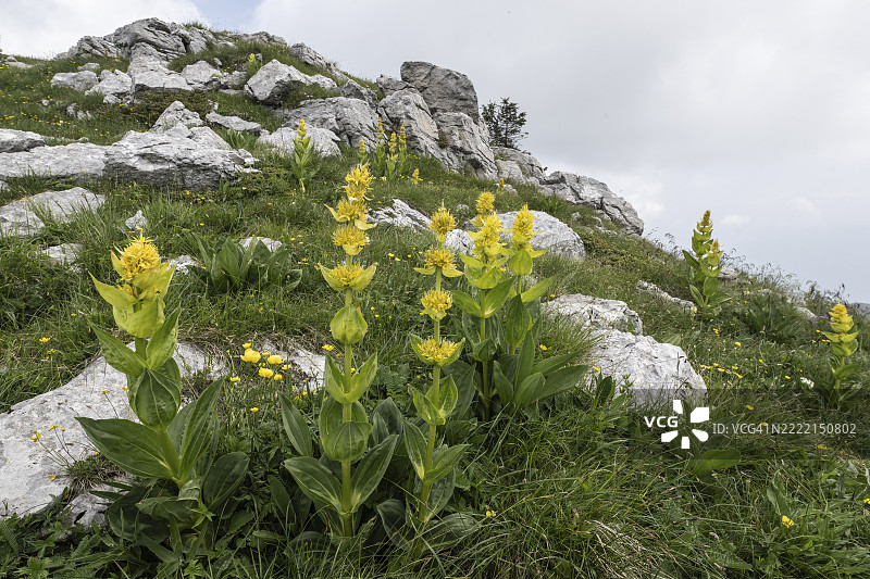 伟大的黄龙胆（Gentiana lutea），意大利，威尼托，巴尔多山，欧洲图片素材