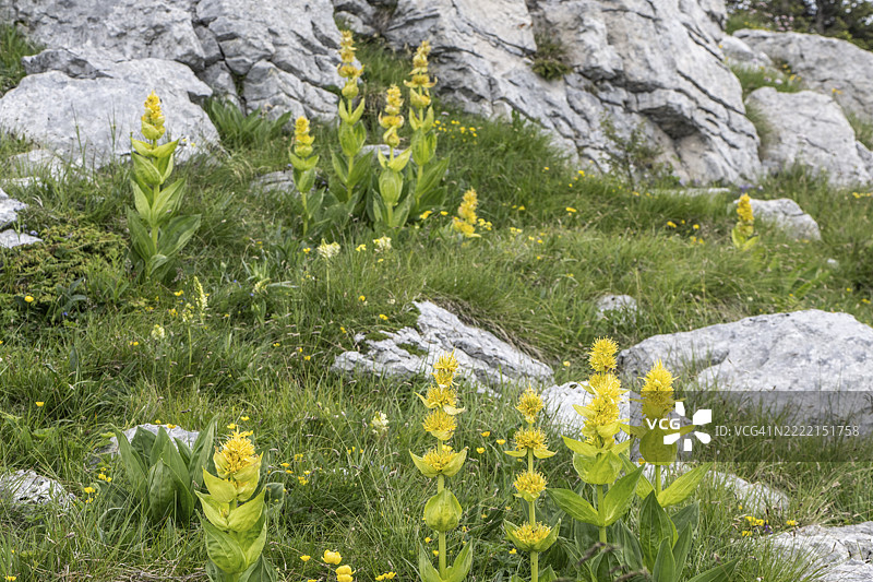 大黄龙胆（Gentiana lutea），意大利威尼托，巴尔多山，欧洲图片素材