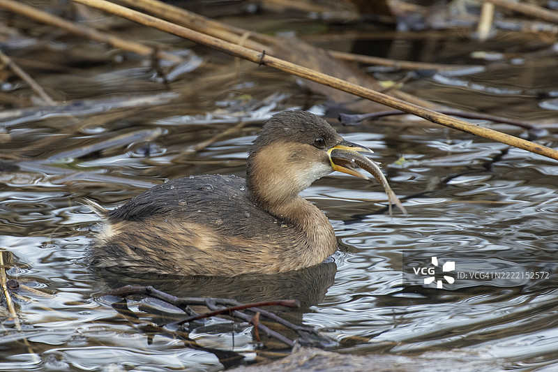 小鸊鷉叼着鱼在水中游泳，向右看，德国巴伐利亚的埃兴根水库，欧洲图片素材