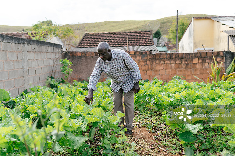 在普通社区中与老年人一起进行城市农业图片素材