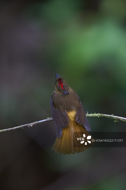 皇家捕蝇鸟图片素材