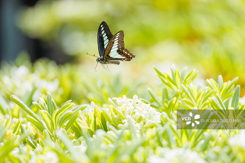 一只美丽的蓝斑凤蝶（Graphium sarpedon，凤蝶科）在花丛中翩翩起舞。图片素材
