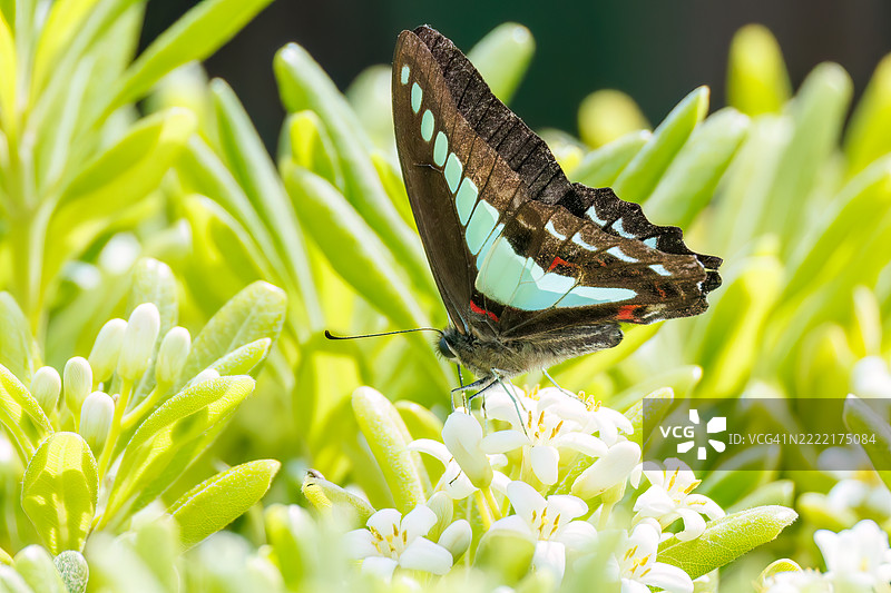 一只美丽的蓝斑凤蝶（Graphium sarpedon，凤蝶科）在花丛中翩翩起舞。图片素材