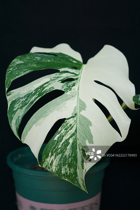 龟背竹图片素材