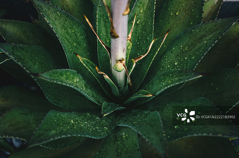 从龙舌兰Desmettiana的中心生长出高茎的特写。在单果种中，授粉后原始的莲座会死亡。图片素材