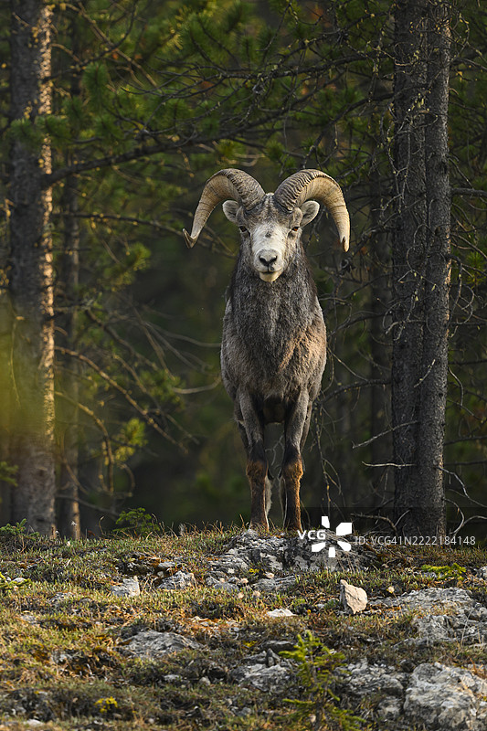 孤独的石羊公羊在森林边缘图片素材