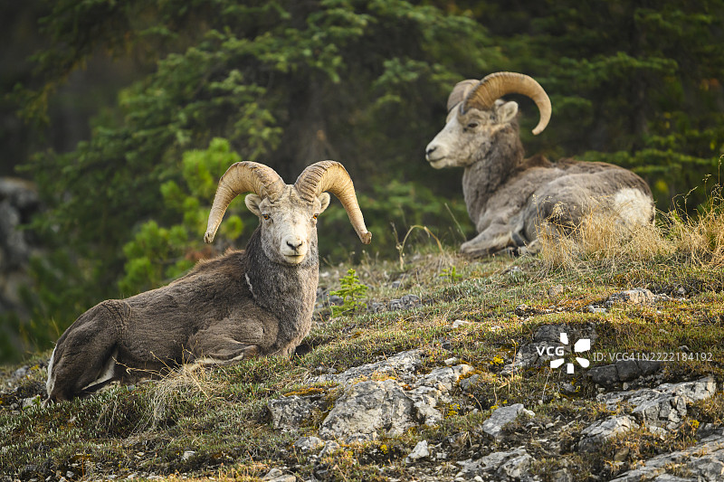 森林边缘休息的石羊公羊图片素材