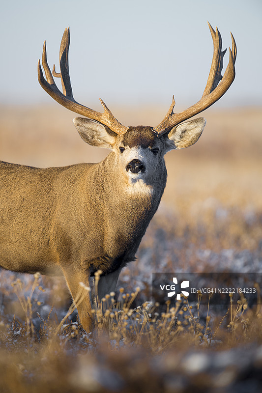 大型角的骡鹿雄鹿图片素材