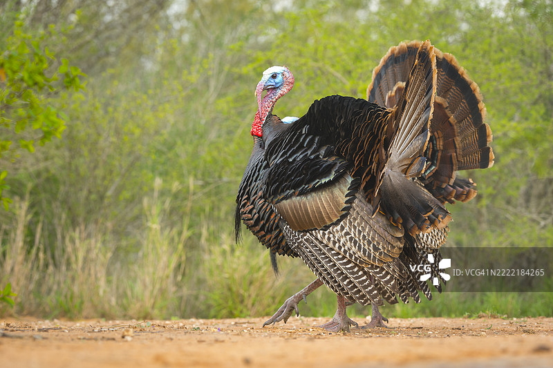 德克萨斯灌木丛中展示的雄性里奥格兰德火鸡图片素材