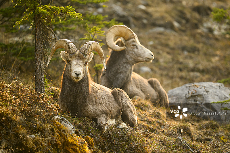 石羊公羊在晚霞中休息在山坡上图片素材