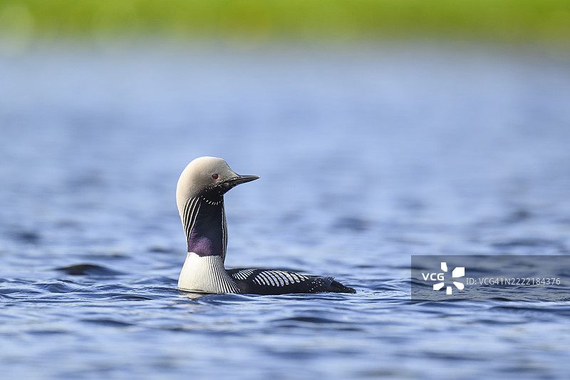 阿拉斯加的太平洋潜鸟展示繁殖羽毛图片素材