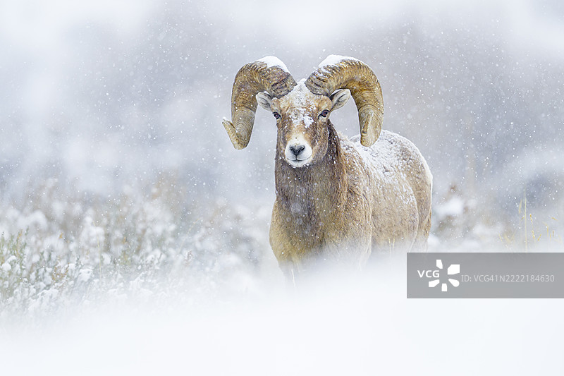 落雪中的大角羊图片素材