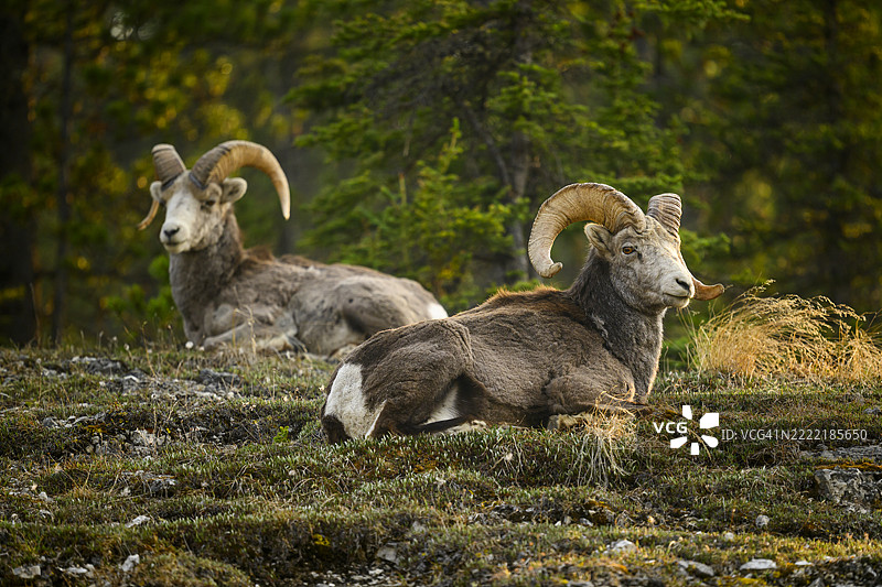 森林边缘的石羊公羊图片素材