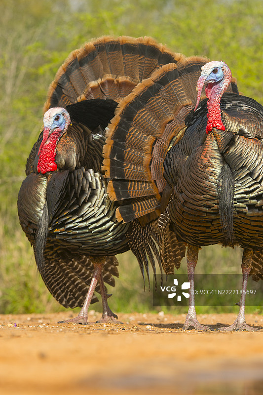 两只雄性里奥格兰德火鸡在求偶展示中图片素材