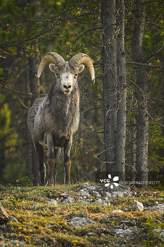 孤独的石羊在森林边缘图片素材