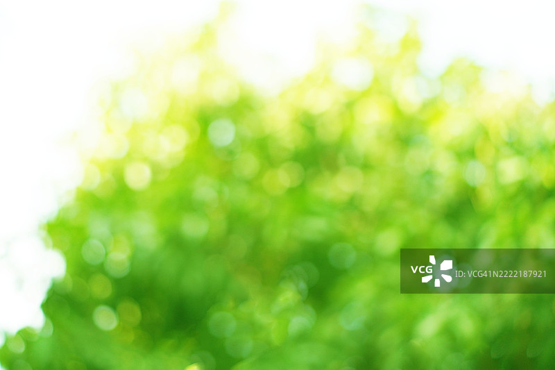 绿色虚化抽象背景图片素材
