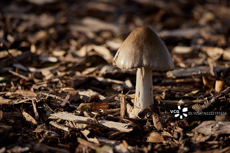 森林地面的蘑菇图片素材