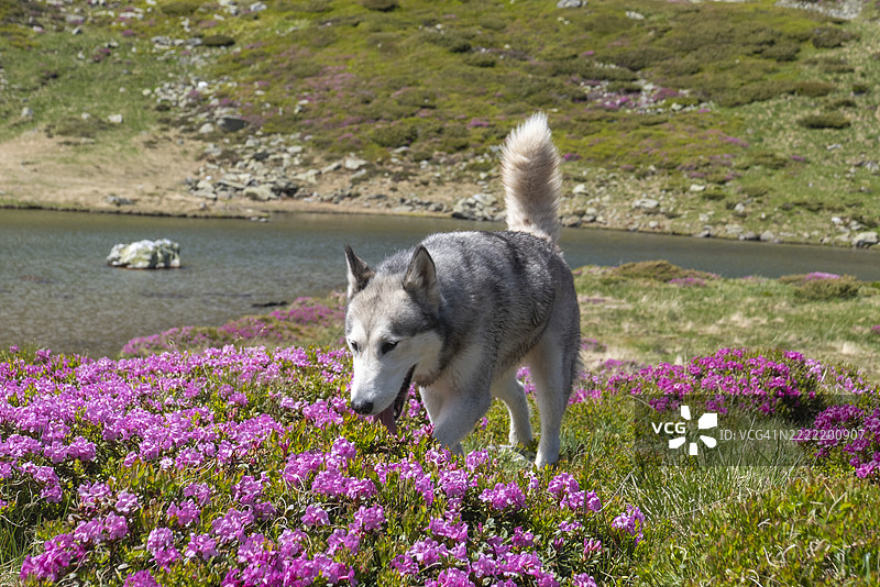 狗在花丛中散步图片素材