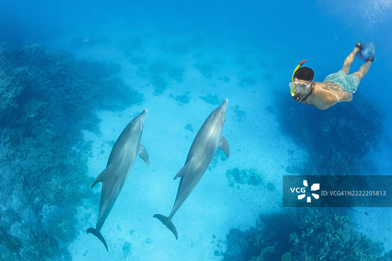 潜水的男人与海豚在水下游泳的照片 海洋生物图片素材