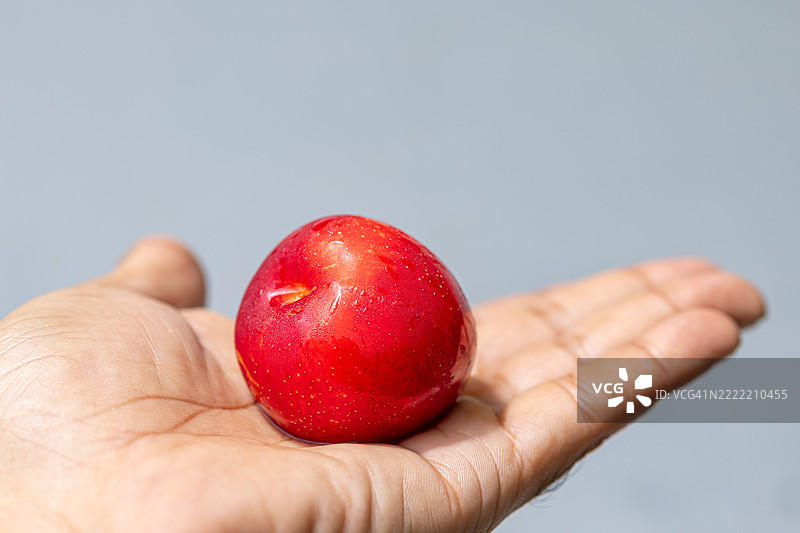 手中握着多汁的红梅，带有露珠 – 微距健康食品概念图片素材