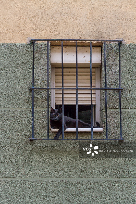 窗户里的黑猫图片素材