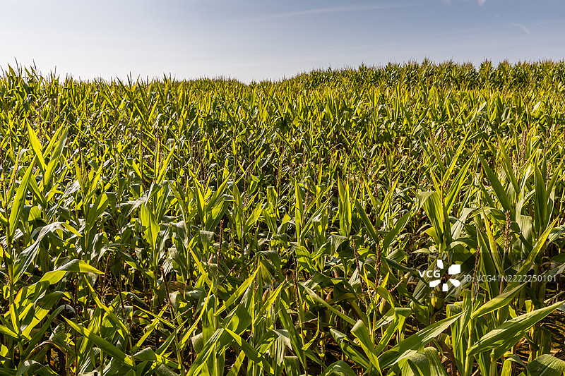 夏季的玉米田图片素材