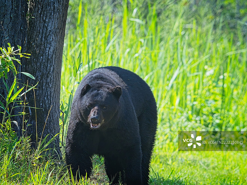 美洲黑熊图片素材