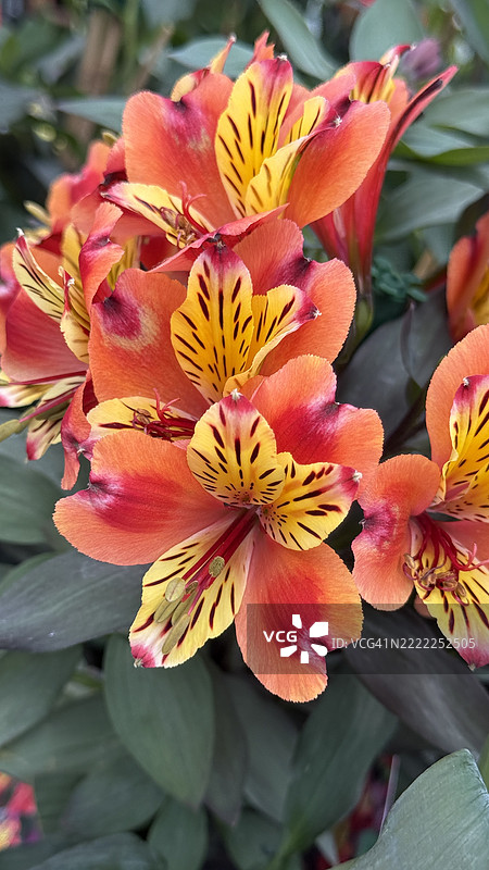 盛开的金橙色秘鲁百合（阿尔斯特罗梅里亚·奥雷亚）植物特写图片素材