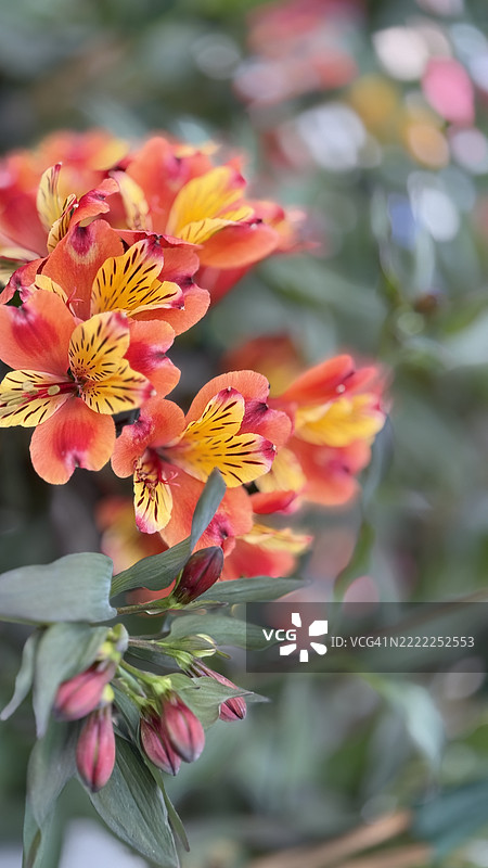 金色橙色秘鲁百合（阿尔斯特罗梅里亚·奥雷亚）植物的花蕾、盛开和特写图片素材