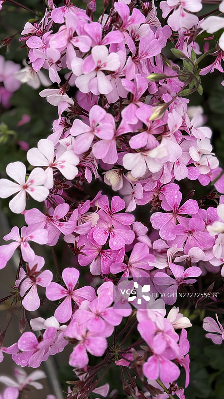 紫色岩石肥皂草（Saponaria ocymoides）植物盛开特写图片素材