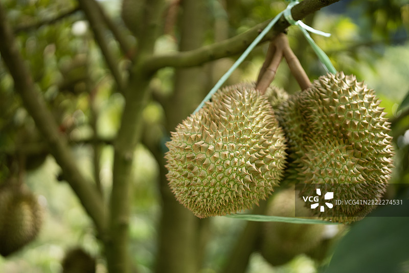 热带美味 迷人的水果之王榴莲悬挂在树枝上 泰国榴莲园风景图片素材