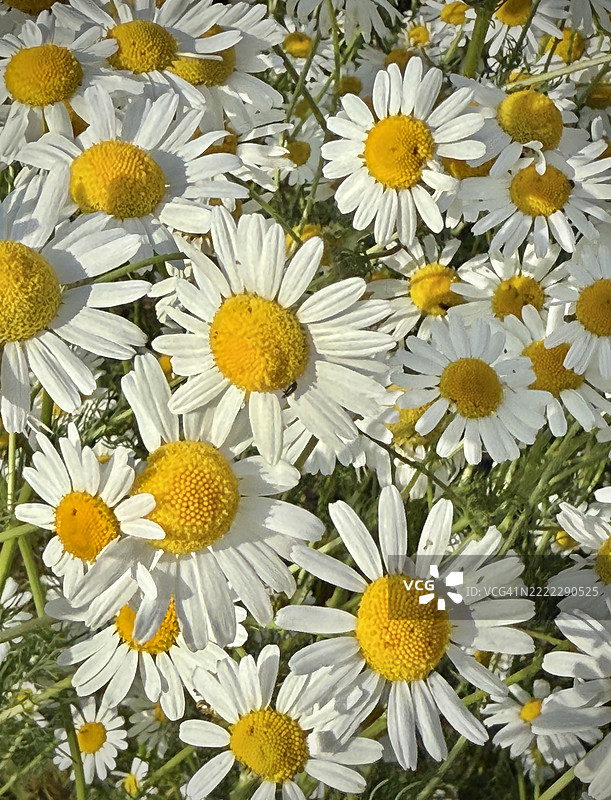 洋甘菊图片素材