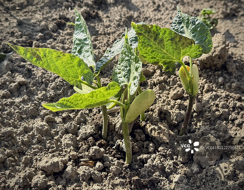 幼小的豆苗图片素材