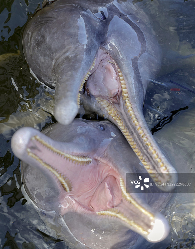 亚马逊海豚 - 巴西图片素材