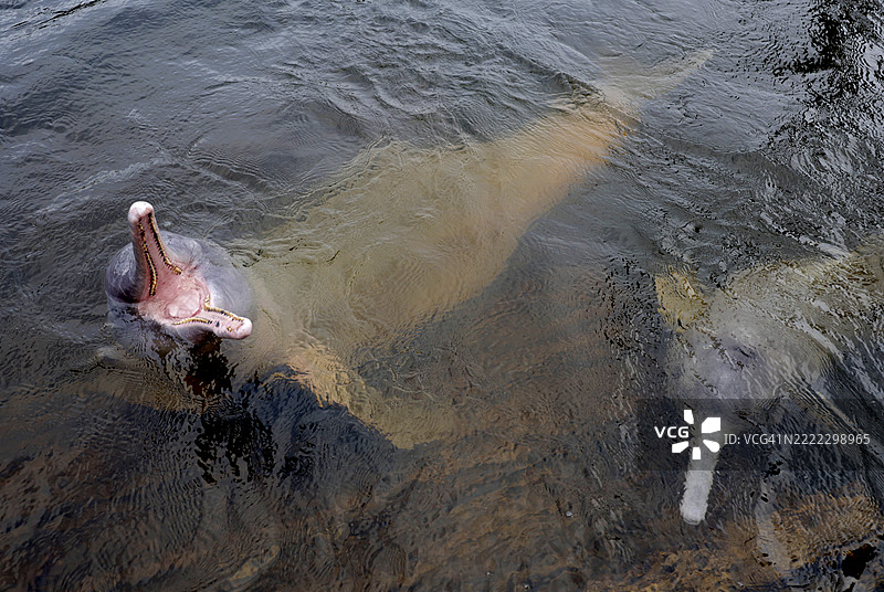 亚马逊海豚 - 巴西图片素材
