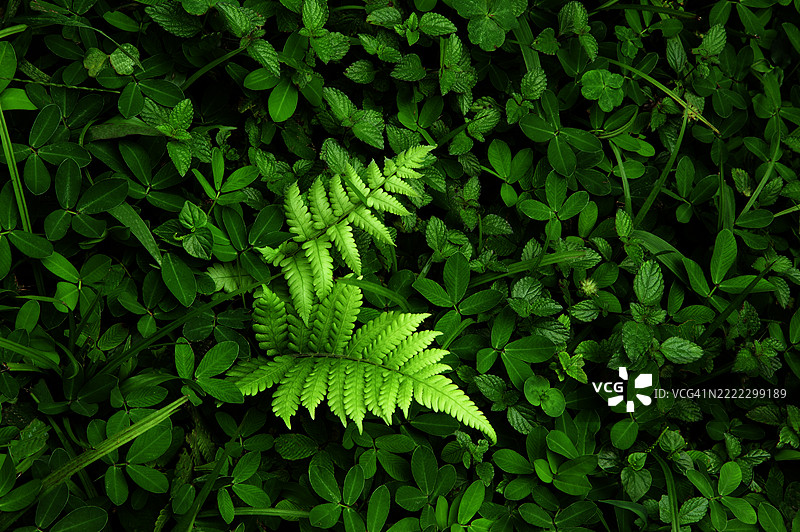 两片非常明亮的蕨类植物叶子在深绿色的背景中挺立。图片素材