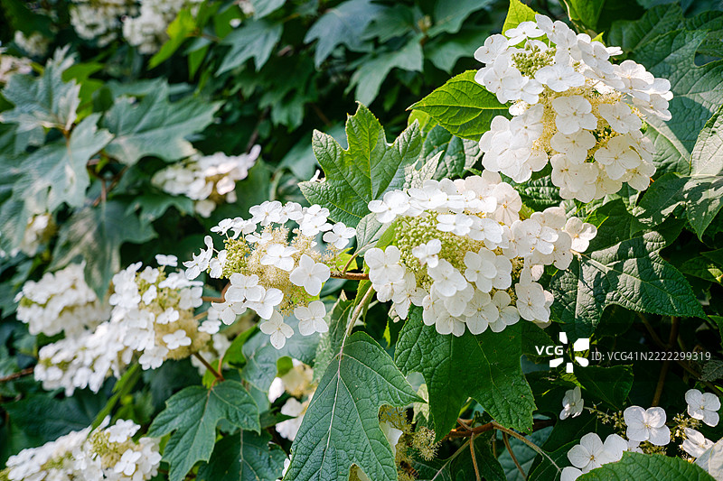橡叶绣球花在观赏花园中盛开图片素材